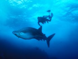 Juvenile Whale Shark, Cocos Island (Nikon F4, 24mm/2.0, A... by Andrew Dawson 